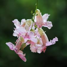 Image result for Podranea