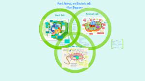 We did not find results for: The Three Types Of Cells By Kelliann Henry