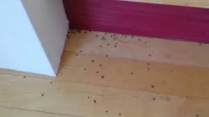 How To Kill And Get Rid Of Carpet Beetles Simple Home Guide Pest Strategies