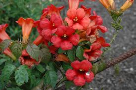 Summer Jazz Fire Trumpetvine Campsis Radicans Takarazuka Fresa At Moana Nursery In 2020 Campsis Landscaping Plants All About Plants