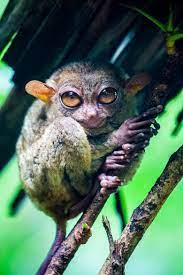 Philippine Tarsier Interesting Animals Unique Animals Animals