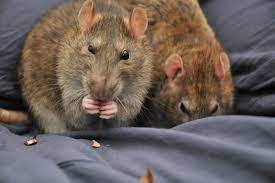 Rats As Pets Pros And Cons To Consider Before Adopting Animallama