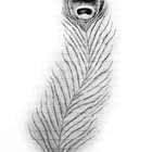 The indian peacock is thought to be instinct now in bangladesh, although it still remains popular around areas of pakistan, india and sri lanka. How To Draw A Peacock Feather How To Draw A Feather Drawing Drawing On Cut Out Keep