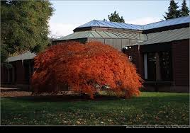Dissectum Atropurpureum Japanese Maple Want These Trees In Front Of My House Garden Landscaping Japanese Maple Garden