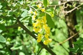 Image result for laburnuM