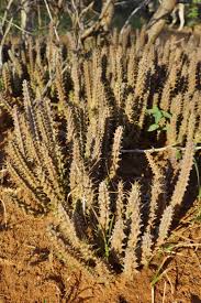 Image result for Duvalia polita