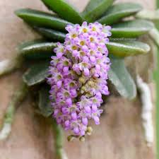 Image result for Schoenoxiphium