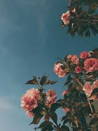 #wallpaper #floralaesthetic #freedownload free floral aesthetic wallpaper. Pinterest Aiiandra Flower Aesthetic Flower Wallpaper Aesthetic Wallpapers