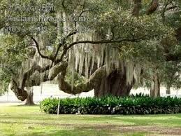 Live Oak With Spanish Moss Google Image Result For Http Www Acclaimimages Com Gallery Images N300 003 Live Oak Trees Oak Trees Landscaping Landscape Trees