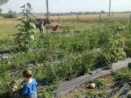 There's a dutch saying about good planning being half of th. How To Start And Grow A Flower Farm Debt Free