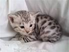 Silver Bengal Cats & Kittens for Sale 🐱 | Wild & Sweet Bengals