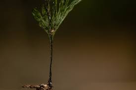 Image result for Crepidomanes inopinatum