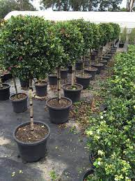 Using the budget we've decided on for baby preparations, i can pick and choose which items are worth a higher price tag and which items i'm willing to buy cheap or used. Syzygium Resilience Standard Topirary Lollipop Plant Xxl 400mm Pot Super Special Plants Deck Garden Ideas Hedge Plants
