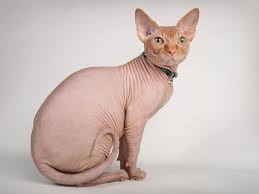 If your hair seems to be falling out in patches, you could have alopecia, a condition that causes a person to lose patches of hair. Do Other Animals Besides Humans Go Bald Science Smithsonian Magazine
