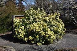 It will tolerate acid soil well, but too much shade will cause choisya plants to grow lanky and produce fewer flowers. Sundance Mexican Mock Orange Choisya Ternata Sundance In Vancouver Victoria Burnaby Penticton Coquitlam British Columbia Bc At Gardenworks