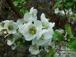 We did not find results for: Chaenomeles From Burncoose Nurseries
