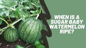 It could take slightly longer also. When Is A Sugar Baby Watermelon Ripe Emborahome