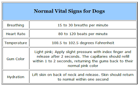 Normal Vital Signs For Dogs Vet Medicine Vet Tech Student Animal Medicine