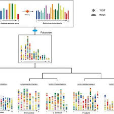 Image result for Entada phaneroneura