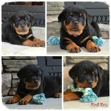 Nc animal shelters are flooded with puppies and kittens as april is the peak breeding season for cats and dogs, so ideal and lots of choice to adopt a kitten or puppy. Rottweiler Puppy For Sale In Morganton Nc Adn 30064 On Puppyfinder Com Gender Male Age 8 Weeks O Rottweiler Puppies Rottweiler Puppies For Sale Rottweiler
