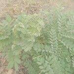 Image result for Afroqueta