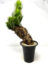 Image result for Euphorbia mlanjeana