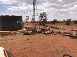 Imported from british india and afghanistan during the 19th century for transport and construction during the colonisation of the central and western parts of australia. A Rapidly Growing Herd Of Camels Is Wreaking Havoc For Australian Farmers