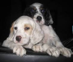 Find english setters puppies & dogs for sale uk at the uk's largest independent free classifieds site. English Setter Puppies For Sale To Go New Price In Worthington Ontario For Sale Tweet English Setter Puppies Setter Puppies English Setter
