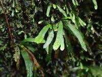 Image result for Grammitis cryptophlebia