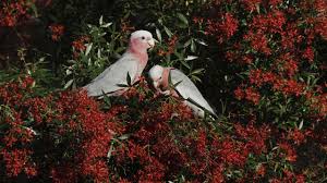 Maybe you would like to learn more about one of these? Go Native Alternatives To The Traditional Christmas Tree