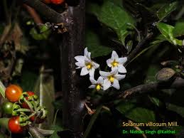 Image result for Solanum villosum