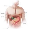 In most vertebrates, digestion is a multistage process in the digestive system, starting from ingestion of raw materials, most often other organisms. 1