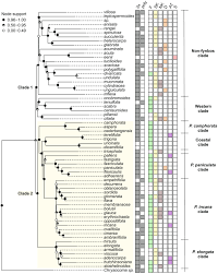 Image result for Pteronia acuminata