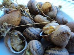 Résultat de recherche d'images pour "Caracois and The Algarve"