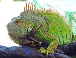 Research Your Reptiles Pet Lizards Green Iguana Lizard