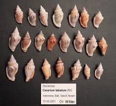 Image result for Canarium