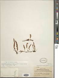 Image result for Pleopeltis  × simiana