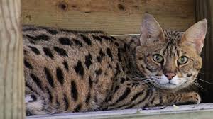 Talking Savannah Cat Youtube
