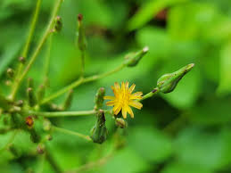 Image result for Lactuca paradoxa