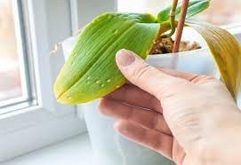 The most common missing nutrient is potassium, which supports your plant's metabolism and helps it to grow roots. Why Are My Orchid Leaves Turning Yellow How To Fix This