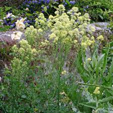 We did not find results for: Thalictrum Flavum Subsp Glaucum Dorset Perennials
