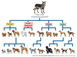 Looking for an old soul like myself. Topic 5 1 Evidence For Evolution Amazing World Of Science With Mr Green