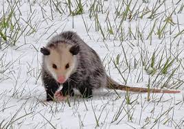 Pin By Zikadraws On Opossum Possum Opossum Tracks Opossum