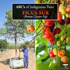 Always great deals & fast shipping! The Ficus Sur Is A Large And Fast Growing Evergreen Found Throughout The Eastern And Northern Regions Of Southern Africa Al Fast Growing Evergreens Tree Ficus