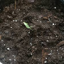 How to plant mango seed in water. Planting A Mango Seed Naples Botanical Garden