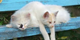 Ekor kucing juga mengungkapkan apapun yang mereka rasakan dan ingin kamu memahaminya. 8 Penyakit Pada Kucing Yang Penting Diketahui Pemilik Ini Cirinya Merdeka Com
