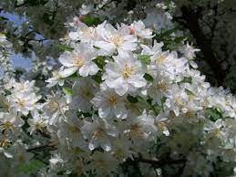 Maybe you would like to learn more about one of these? Beautiful Flowering Trees Of Spring In Wisconsin Adventures In Travel