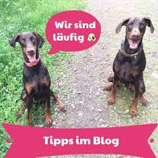 Die meisten hunde haben ihre endgültige größe zwischen dem 7. Laufigkeit Bei Hundinnen Erste Anzeichen Verhalten Dauer Verlauf