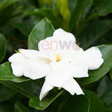 In florida, gardenia jasminoides grow best. Gardenworld Gardenia Florida Shade Loving Garden World