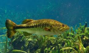 Where can i fish if my bass is out of water? Largemouth Bass Chesapeake Bay Program